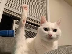 cat3