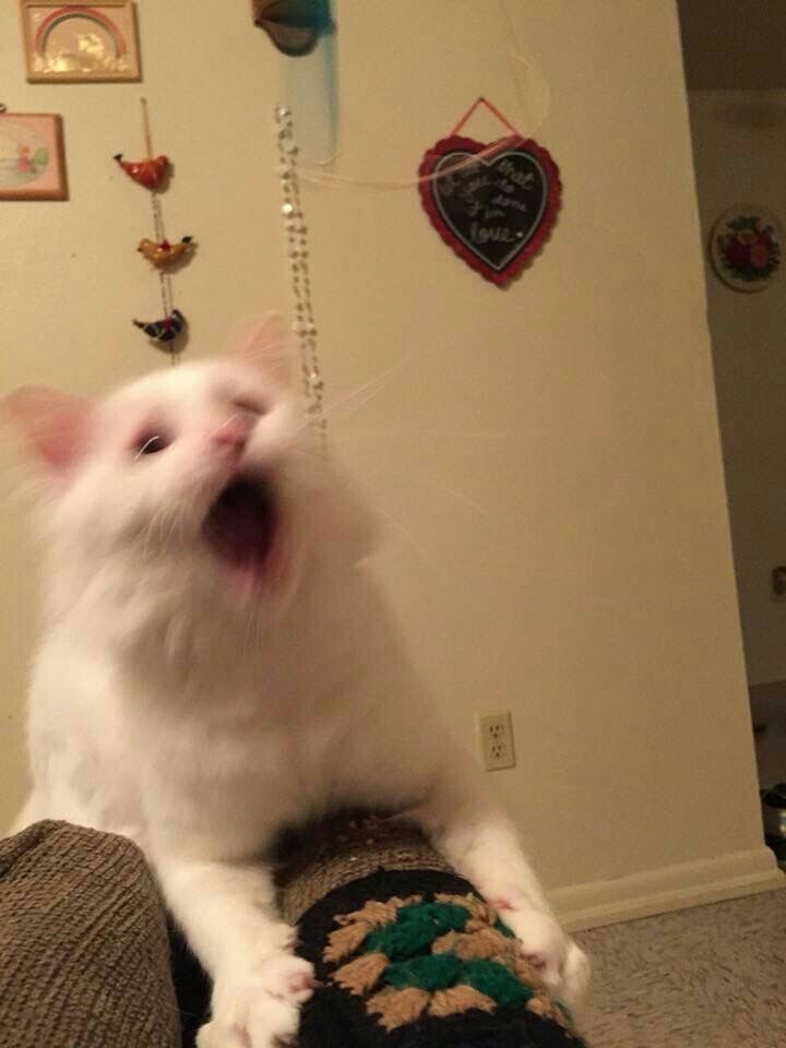 cat4