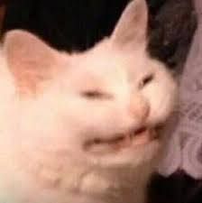 cat5