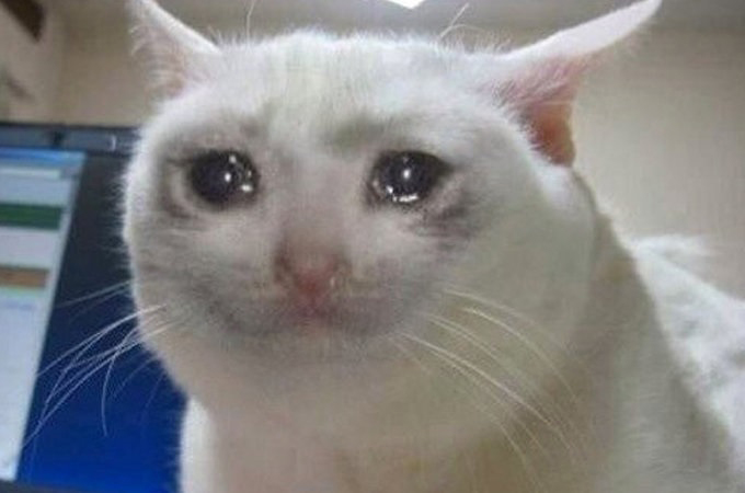 cat6